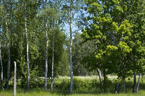Photograph of Birkenau birch trees in periphery forest taken in May 2017.
